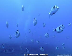 A school of fish heading towards the far end of the Zenob... by Athanassios Lazarides 